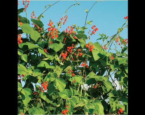 Scarlet Runner Bean Organic (Phaseolus coccineus) Bean Seeds - Click Image to Close